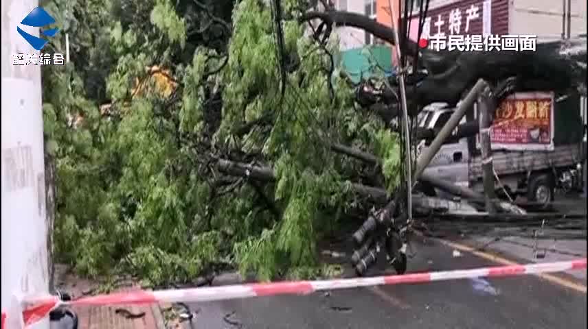 工業(yè)中路一大樹(shù)傾倒 強(qiáng)對(duì)流天氣注意防范