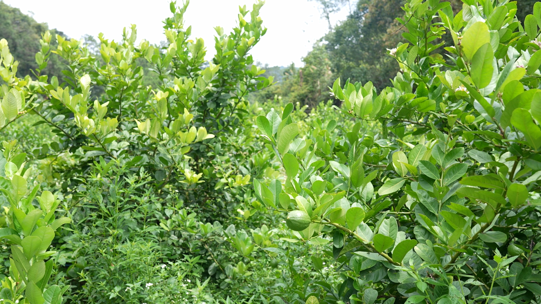真香！韶關(guān)這里的香水檸檬豐收啦～