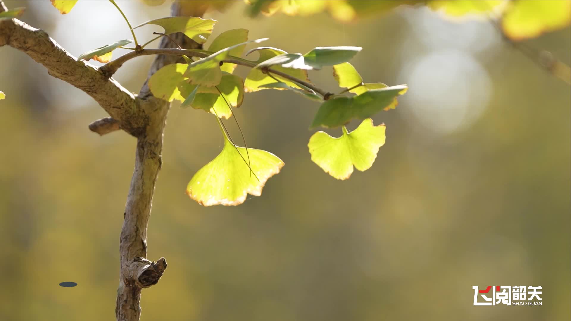 飛閱韶關(guān)20251201