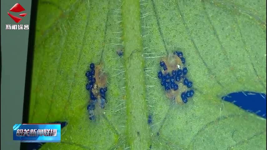 韶關(guān)學(xué)院科研團(tuán)隊(duì)首次捕獲金毛狗蕨孢子釋放瞬間