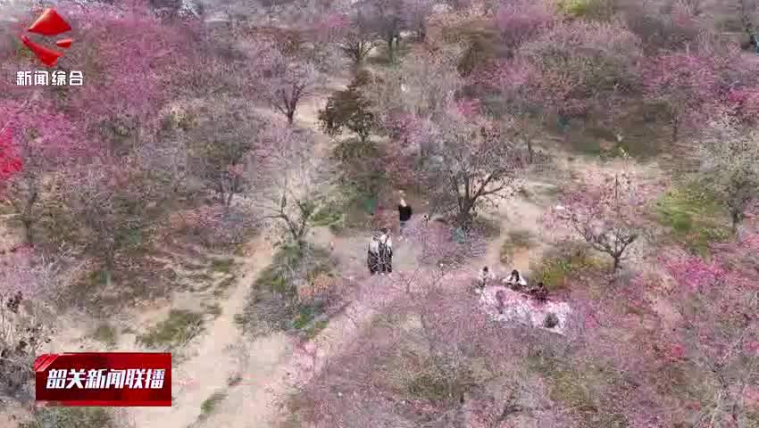 【我們的節(jié)日·春節(jié)】韶關(guān)櫻花公園10萬(wàn)多棵櫻花樹(shù)陸續(xù)開(kāi)放 踏春賞花正當(dāng)時(shí)
