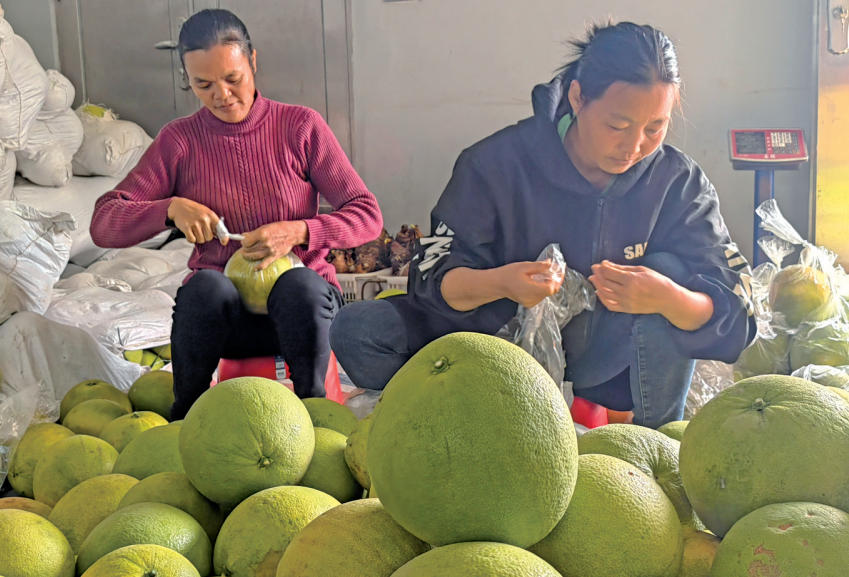 “柚”見“甜美經(jīng)濟(jì)” 樂昌市長(zhǎng)來鎮(zhèn)東邊村百畝碩果壓枝低