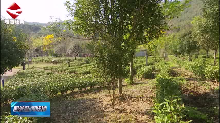 翁源：率先深化林權(quán)改革 讓“沉睡資產(chǎn)”變成“金山銀山”